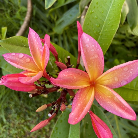 Meet your Posher, Sarah - Picture 1 of 1